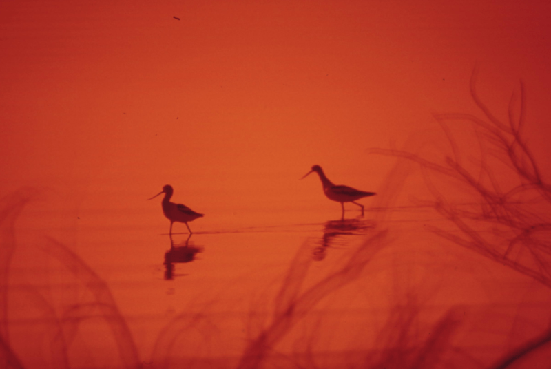 Income Splitting Message Before Federal Elections April 2025